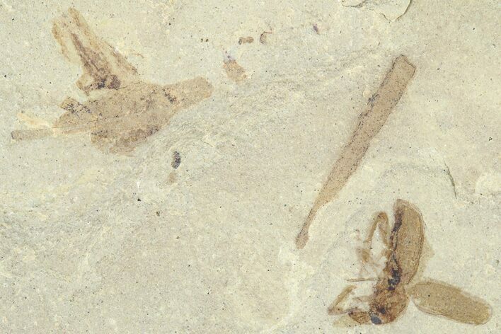 Detailed Fossil Weevil (Snout Beetle) - Green River Formation #360231